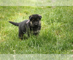 German Shepherd Dog Puppy for sale in OAK GROVE, OR, USA