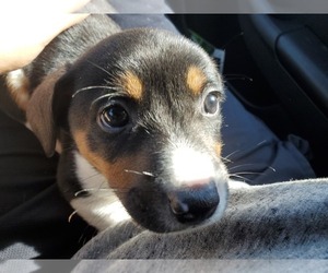 Cojack Puppy for sale in KNOB NOSTER, MO, USA
