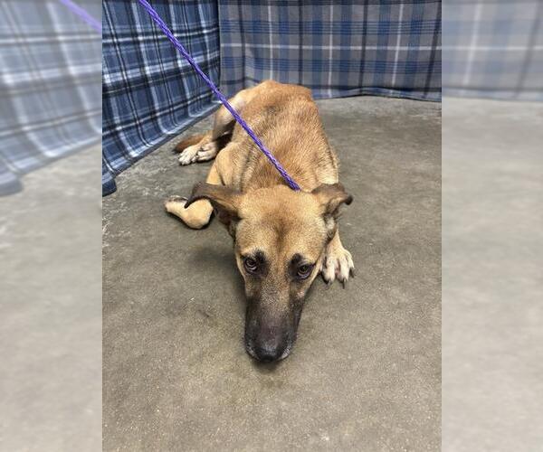 Medium Photo #1 German Shepherd Dog-Unknown Mix Puppy For Sale in Rosenberg, TX, USA
