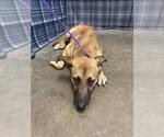 Small German Shepherd Dog Mix