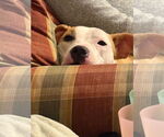Small #10 American Pit Bull Terrier