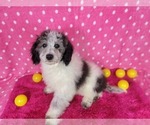 Puppy 2 Bernedoodle-Poodle (Toy) Mix
