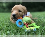 Small Photo #5 Labradoodle Puppy For Sale in BURTON, OH, USA