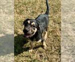 Small Black and Tan Coonhound Mix