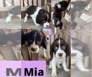 English Springer Spaniel Puppy for sale in NORWOOD, LA, USA