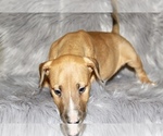 Small Photo #4 Bull Terrier Puppy For Sale in BUCKLIN, KS, USA