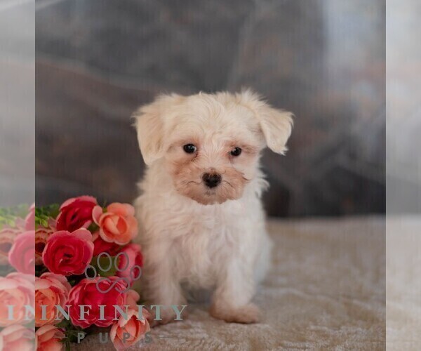Medium Photo #3 Maltese Puppy For Sale in MILL HALL, PA, USA