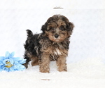 Small Photo #3 YorkiePoo Puppy For Sale in SHILOH, OH, USA