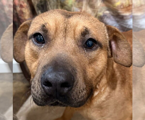 Medium Photo #1 Mutt Puppy For Sale in Corning, AR, USA