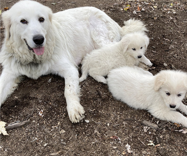 Medium Photo #1 Great Pyrenees-Maremma Sheepdog Mix Puppy For Sale in CONNEAUT, OH, USA