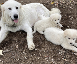 Mother of the Great Pyrenees-Maremma Sheepdog Mix puppies born on 09/16/2023
