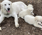 Small Photo #1 Great Pyrenees-Maremma Sheepdog Mix Puppy For Sale in CONNEAUT, OH, USA