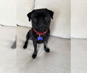 Pug Dogs for adoption in Oak Bluffs, MA, USA
