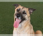 Small #1 German Shepherd Dog