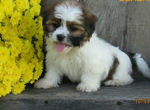 Medium Photo #1 Shorkie Tzu Puppy For Sale in ELMIRA, NY, USA