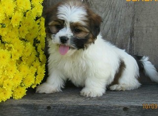 Shorkie Tzu Puppy for sale in ELMIRA, NY, USA