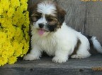 Small Photo #1 Shorkie Tzu Puppy For Sale in ELMIRA, NY, USA