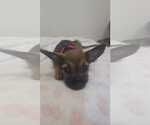 Small Photo #4 Chihuahua-Unknown Mix Puppy For Sale in Virginia Beach, VA, USA