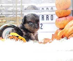 Aussiedoodle Miniature  Puppy for sale in COLLEGE STA, TX, USA