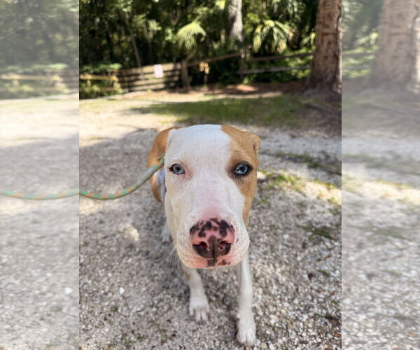 Medium Photo #5 Catahoula Leopard Dog-Unknown Mix Puppy For Sale in Sanford, FL, USA