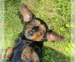 Small #2 Dachshund