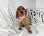 Small #1 Golden Retriever