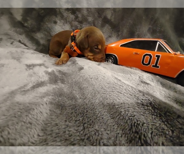 Medium Photo #12 Doberman Pinscher Puppy For Sale in BENTON, KY, USA