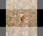 Small Photo #11 Yorkshire Terrier Puppy For Sale in MARIETTA, GA, USA