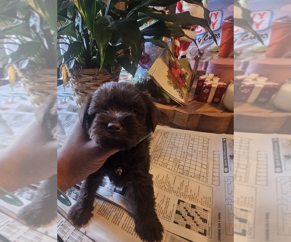 Medium Photo #2 Schnauzer (Miniature) Puppy For Sale in CHESAPEAKE, VA, USA