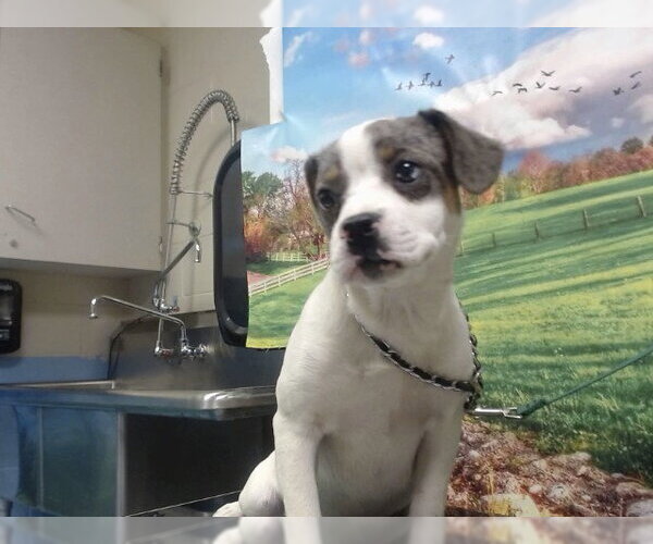 Medium Photo #1 Catahoula Leopard Dog-Unknown Mix Puppy For Sale in Moreno Valley, CA, USA