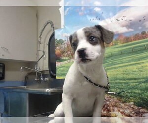 Catahoula Leopard Dog-Unknown Mix Dogs for adoption in Moreno Valley, CA, USA