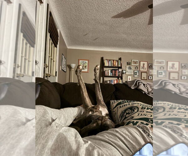 Medium Photo #3 Great Dane-Unknown Mix Puppy For Sale in Fort Collins, CO, USA