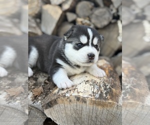 Siberian Husky Litter for sale in STAPLES, MN, USA