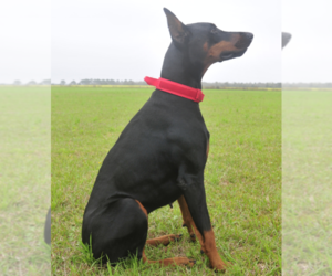 Mother of the Doberman Pinscher puppies born on 05/20/2025