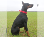 Small Photo #1 Doberman Pinscher Puppy For Sale in FORT LAUDERDALE, FL, USA