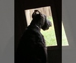 Small #49 Schnauzer (Giant)