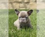 Small Photo #7 French Bulldog Puppy For Sale in OJAI, CA, USA