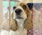 Small #4 Cocker Spaniel