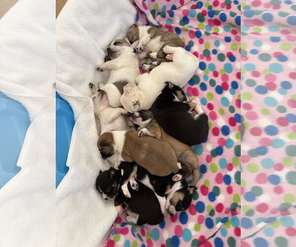 Medium Photo #3 Boston Huahua Puppy For Sale in Bellevue, WA, USA
