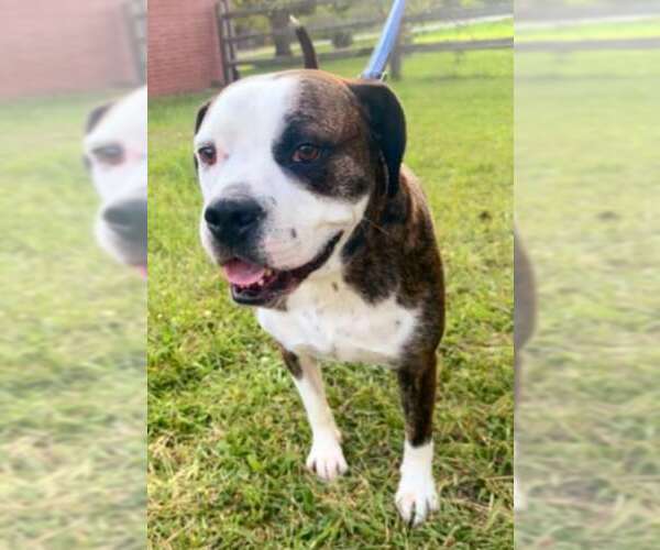 Medium Photo #11 American Pit Bull Terrier-Unknown Mix Puppy For Sale in Germantown, OH, USA