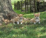 Small Photo #1 Pembroke Welsh Corgi Puppy For Sale in SULLIVAN, MO, USA