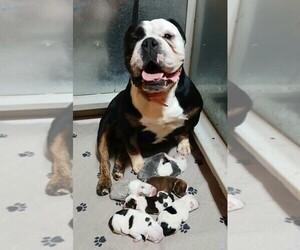 Mother of the Olde English Bulldogge puppies born on 04/28/2025