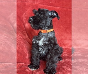 Schnauzer (Miniature) Puppy for sale in ROY, WA, USA
