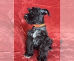 Small Schnauzer (Miniature)