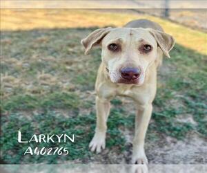 Labrador Retriever Dogs for adoption in Conroe, TX, USA