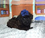 Small Photo #3 YorkiePoo Puppy For Sale in BARNESVILLE, KS, USA