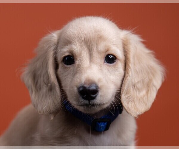 Medium Photo #55 Dachshund Puppy For Sale in CROWLEY, TX, USA