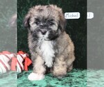 Small Photo #6 Maltipoo Puppy For Sale in MOMEYER, NC, USA