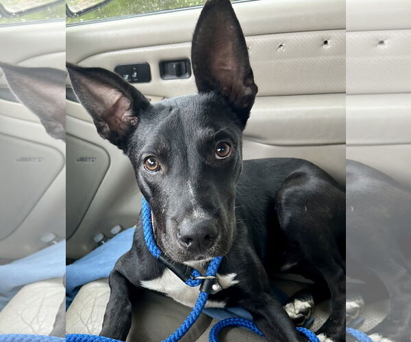 Medium Photo #1 Mutt Puppy For Sale in Okolona, MS, USA