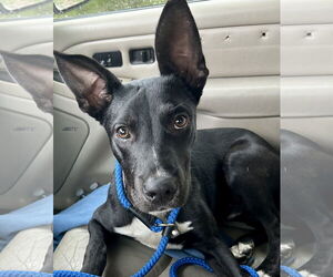 Mutt Dogs for adoption in Okolona, MS, USA